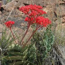 Image result for Crassula perfoliata