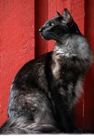 Jalecat S How Come Tom Black Smoke Oriental Longhair Oriental Cat Oriental Shorthair Cats Cats