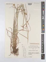 Image result for Kyllinga alba