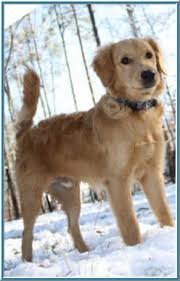 Page Not Found Cute Baby Animals Dogs Goldendoodle