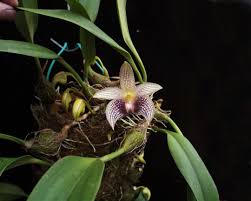 Image result for Bulbophyllum elliotii