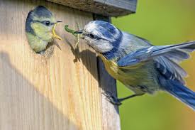 Wird nicht ausgewiesen (kleinunternehmer, § 19 ustg), zzgl. Welcher Nistkasten Fur Welchen Vogel