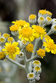 Image result for Jacobaea