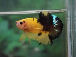 Tropical Fish Healthy Betta Yellow Black Koi Halfmoon Plakat Male