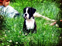 Our boxer puppies for sale will make courageous watchdogs and affectionate, playful friends for you and your family! Rumors Of Luv Boxers