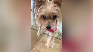 Thyroid cancer might not cause any symptoms. Meet Jeanie The Adorable Therapy Dog Who Beat Thyroid Cancer Metro News