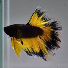 Live Betta Fish Half Moon Black Mustard Feather Tails Jn76 Male Betta Fish Betta Fish