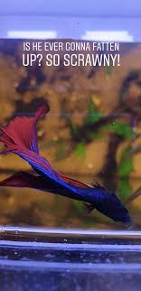Feeding betta fish should be done carefully in order to make sure they live a full healthy life. Healthy Weight For A Betta Fish My Aquarium Club