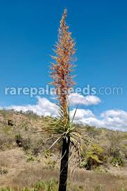 Image result for Senecio pachyrhizus