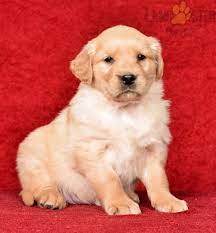 Goldenretriever Golden Charming Puppiesofpinterest Pinterestpuppies Lancasterpuppies Puppies Pups Pup Puppy Retriever Puppy Golden Retriever Puppies