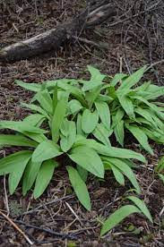 Allium Tricoccum Wild Leek Woodland Plants Plants Wildlife Gardening