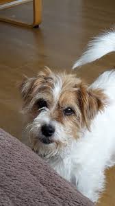 Chelsea With Her Long Hair Jack Russell Dogs Jack Russell Westie Puppies