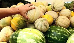 Snowball Melon - My Exotic Fruit - The Uk'S Leading Exotic Fruit Retailer