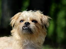As often as the individual needs. How Often Should I Brush My Dog S Teeth Canna Pet