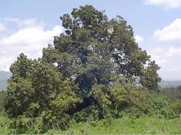 Image result for Ficus sur