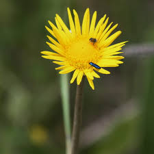 Image result for Haplocarpha scaposa