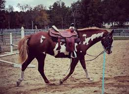 If you can't remember the famous names that inspire you, make good use of google. 400 Native American Indian Horse Names The Paws