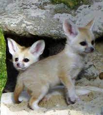 We did not find results for: Feisty Fennec Fox Kits For Drusillas Park Cute Baby Animals Baby Animals Baby Animals Funny