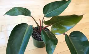 Maybe you would like to learn more about one of these? Red Emerald Or Rojo Congo Philodendron Thanks Houseplants