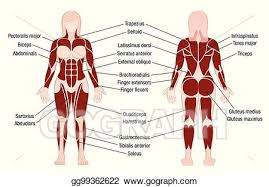Vector Stock Muscles Chart Description Muscular Body Woman