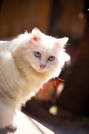 Check spelling or type a new query. Congenital Sensorineural Deafness In Cats Wikipedia