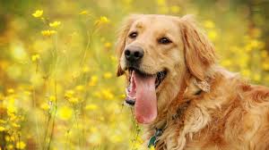 All dog lovers want to see this beautiful creature on their pc, laptop and smart devices, so here you will find high quality wallpaper that will fit on your. Dog Wallpaper Desktop Dog Wallpaper For Laptop 1920x1080 Wallpaper Teahub Io