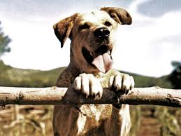 Spot), these names have stood the test of time and have been popular for decades. The Most Famous Dogs In History