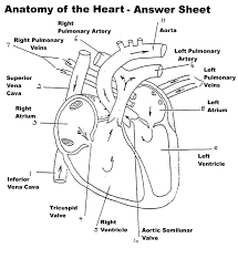 Anatomy and physiology coloring workbook is an excellent tool for anyone who is learning basic human anatomy and physiology. 17 The Circulatory System Worksheet Answers