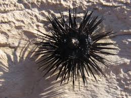 sea urchin