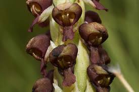 Image result for Corycium dracomontanum