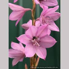 Image result for Watsonia