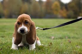 Image result for basset hound