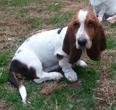 We did not find results for: Blue Ridge Basset Hounds Our Puppies Are More Than Pets They Re Family