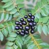 Pokok kepayang wikipedia bahasa melayu ensiklopedia bebas. Https Encrypted Tbn0 Gstatic Com Images Q Tbn And9gcsyh5voeqak6oip63wl271iptd502gwxkq3pagm U4f7w 6vzcd Usqp Cau
