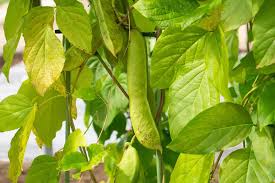 Image result for Canavalia gladiata