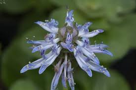 Image result for Coleus caninus