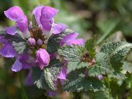 As a member of the mint family, this plant has a distinguishing square stalk and leaves, which are as good as dead. How To Grow And Care For Spotted Dead Nettles