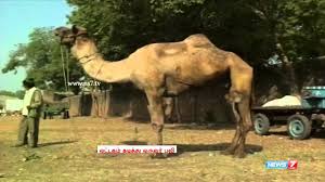 Don't forget to wash your hands with soap and water if you're treating an animal bite on someone else. Man Dies Of Camel Bite In Ahmedabad Youtube
