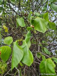 Image result for Guettarda