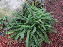 Image result for Asplenium