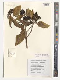 Image result for Coptosperma rhodesiacum