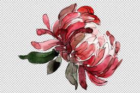 Also, find the interpretation of the strength as feelings, as well as answers to all your questions concerning love and relationship issues in your readings. Aster Flowers Strength Of Feelings Watercolor Png By Mystocks Thehungryjpeg Com