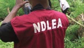 This article will provide information on ndlea recruitment portal (www.ndlea.gov.ng), how to apply for ndlea. Covid 19 Malami Orders Ndlea To Halt Screening Of 5 000 New Recruits