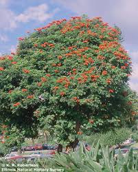 Image result for Spathodea