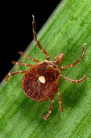 Aug 20, 2015 · after hatching from the eggs, ticks must eat blood at each stage in order to move on to the next one. Lone Star Ticks Range Life Cycle Bites Disease