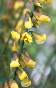 Image result for Crotalaria phylicoides