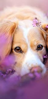 Dog shaped flowers loved by our customers. 1440x2960 Cute Dog In Flowers Samsung Galaxy Note 9 8 S9 S8 S8 Qhd Hd 4k Wallpapers Images Backgrounds Photos And Pictures
