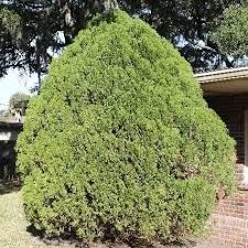 Image result for Cupressaceae