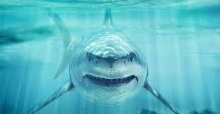 Beaucoup sont sans danger pour l'homme, comme le requin pèlerin qui se nourrit de plancton minuscules algues. 11 Animaux Qui Tuent Bien Plus Que Les Requins