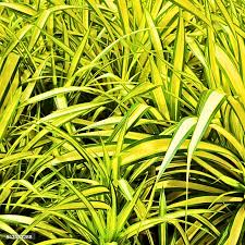 Image result for Pandanus livingstonianus